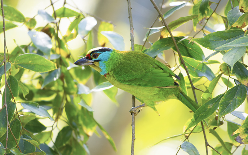 Annam Barbet (Psilopogon annamensis) at Da Lat Birding Trails - Southern Vietnam. Photo by: Phuc Le - Vietnam Bird Photography Tours - Vietbirdphototours.com